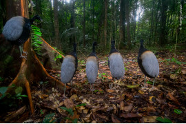 <strong>“Silence for the snake show”, fot. Hadrien Lalagüe, Francja <br/>
Zwycięzca w kategorii “Behaviour: Birds”   </strong><br /><br />
Hadrien Lalagüe został nagrodzony za swoją cierpliwość i idealny kadr z gruchaczami siwoskrzydłymi, które obserwują boa przemykającego obok. Hadrien ustawił fotopułapkę przy ścieżce w lesie deszczowym otaczającym Guiana Space Center. Spędził kolejne sześć miesięcy, chroniąc ją przed wysoką wilgotnością, mrówkami zjadającymi plastik i uszkodzeniami spowodowanymi przez kłusowników. To zdjęcie było jego nagrodą za wytrwałość.  Gruchacze - nazwane tak ze względu na ich głośne nawoływania - spędzają większość czasu żerując na dnie lasu, jedząc dojrzałe owoce, owady i okazjonalnie małe węże. Dla boa dusiciela, mierzącego ponad trzy metry długości, to one mogły stanowić posiłek.   <br /><br />

 Lokalizacja: Guiana Space Center, między Kourou i Sinnamary, Gujana Francuska  <br/>
 Szczegóły techniczne: Canon EOS 100D + Sigma 10-20 mm f/4-5.6 EX DC HSM przy 11 mm; 1/60 s; f/10; ISO 1600; 2x lampa błyskowa Nikon; czujnik ruchu Panasonic PIR; obudowa własnej konstrukcji  
