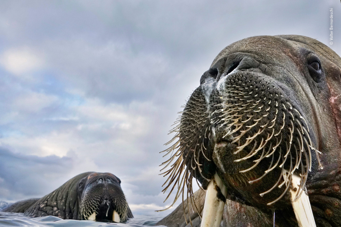 © Valter Bernadeschi - Wildlife Photographer of the Year