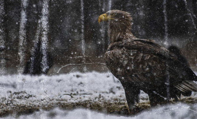 Jak fotografować dziką przyrodę zimą - radzi Łukasz Bożycki
