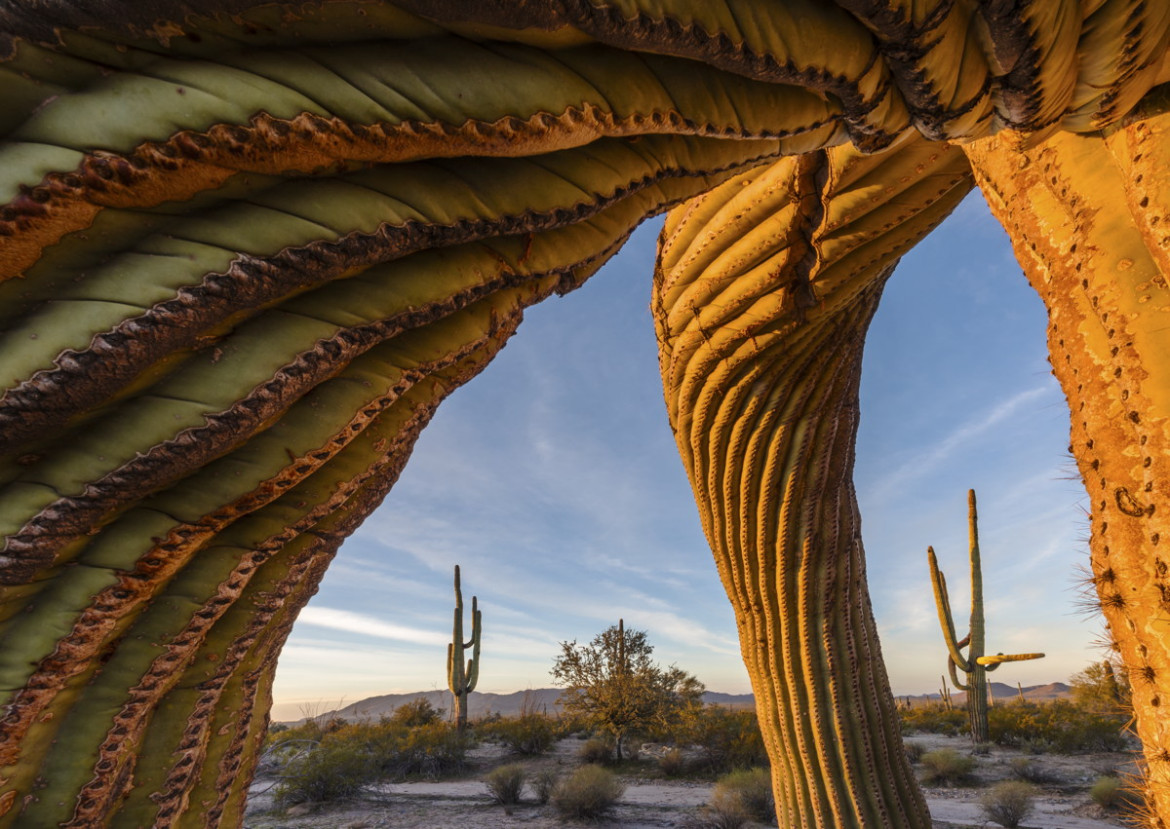 fot. Jack Dykinga, "Saguaro twist", Wildlife Photographer of the Year 2017