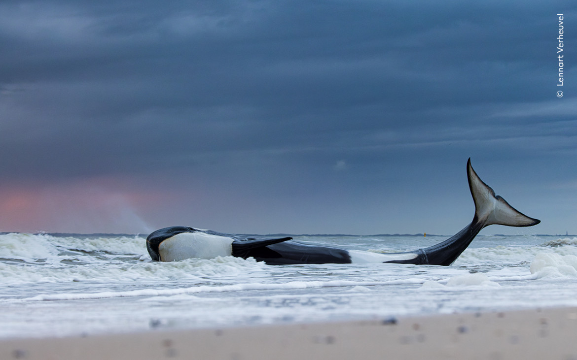 <strong>“Last gasp”, fot. Lennart Verheuvel, Holandia <br/>
Zwycięzca w kategorii “Oceans: The Bigger Picture” </strong><br /><br /> 
Lennart Verheuvel sfotografował ostatnie chwile wyrzuconej na brzeg orki. Początkowo uratowana, wkrótce ponownie utknęła na plaży i zdechła. Późniejsze badania wykazały, że była nie tylko poważnie niedożywiona, ale także bardzo chora. Badania pokazują, że orki w wodach europejskich mają najwyższe na świecie stężenie polichlorowanych bifenyli. Te zakazane substancje chemiczne mogą utrzymywać się przez wiele lat w przewodach  pokarmowych, osłabiając układ odpornościowy i zmniejszając zdolność rozrodczą wielorybów, morświnów i delfinów.<br /><br />

    Lokalizacja: Cadzand-Bad, Zeeland, Holandia   <br/>
Szczegóły techniczne: Canon EOS R5 + Canon RF 100-500 mm f/4.5-7.1L IS USM przy 100 mm; 1/80 s; f/7.1; ISO 1250 
