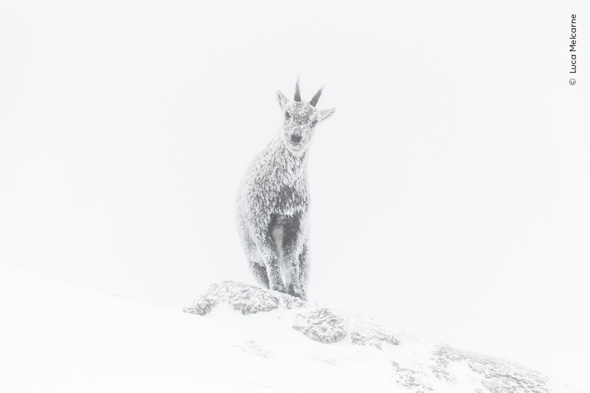 <strong>“Alpine exposure” z projektu “The ice ibex”, fot. Luca Melcarne, Francja <br/>
Zwycięzca w kategorii “Rising Star Portfolio Award”  </strong><br /><br />
Aby móc wcześnie wejść na obszar występowania koziorożca, po sześciogodzinnej jeździe na nartach Luca spędził mroźną noc w tymczasowym schronisku we francuskich Alpach. Zanim wykonał ten portret koziorożca, musiał rozmrozić aparat swoim oddechem.
Luca Melcarne w pełni wykorzystuje swoje umiejętności przewodnika górskiego, aby odkryć fascynujące życie alpejskich zwierząt.  Urodzony u podnóża gór Vercors we Francji, Luca jest profesjonalnym przewodnikiem górskim i fotografem przyrody. Jest uzależniony od zimna. Zwycięskie portfolio przedstawia zwierzęta żyjące w Regionalnym Parku Przyrody Vercors, gdzie Luca mieszka i pracuje. Jego niezwykłe zdjęcia pokazują, że cierpliwość, wytrwałość i pasja są nieodzownymi elementami fotografii dzikiej przyrody.   <br /><br />

Lokalizacja: Regionalny Park Przyrody Vercors, Rodan-Alpy, Francja<br/>
 Szczegóły techniczne: Nikon D850 + Nikkor AF-S 600 mm f/4E FL ED VR; 1/5000 s; f/4,5; ISO 640  
