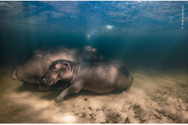 <strong>“Hippo nursery”, fot. Mike Korostelev, Rosja <br/>
Zwycięzca w kategorii “Underwater”   </strong><br /><br />
Hipopotamica i jej dwójka potomstwa odpoczywają w płytkim jeziorze z czystą wodą.  Przez ponad dwa lata Mike odwiedzał hipopotamy w tym jeziorze i wiedział, że są one przyzwyczajone do jego łodzi. Spędził z nimi zaledwie 20 sekund pod wodą - wystarczająco dużo czasu, aby zrobić to zdjęcie z bezpiecznej odległości i nie zaniepokoić matki.  Hipopotamy rodzą jedno młode co dwa do trzech lat. Ich wolno rosnąca populacja jest szczególnie narażona na degradację siedlisk, suszę i nielegalne polowania na mięso i kość słoniową z ich zębów. <br /><br />
 Lokalizacja: Kosi Bay, iSimangaliso Wetland Park, Republika Południowej Afryki <br/>
Szczegóły techniczne: Canon EOS 5D Mark III + Canon EF 17-40 mm f/4L USM; 1/320 s; f/7.1; ISO 640; obudowa Seacam
