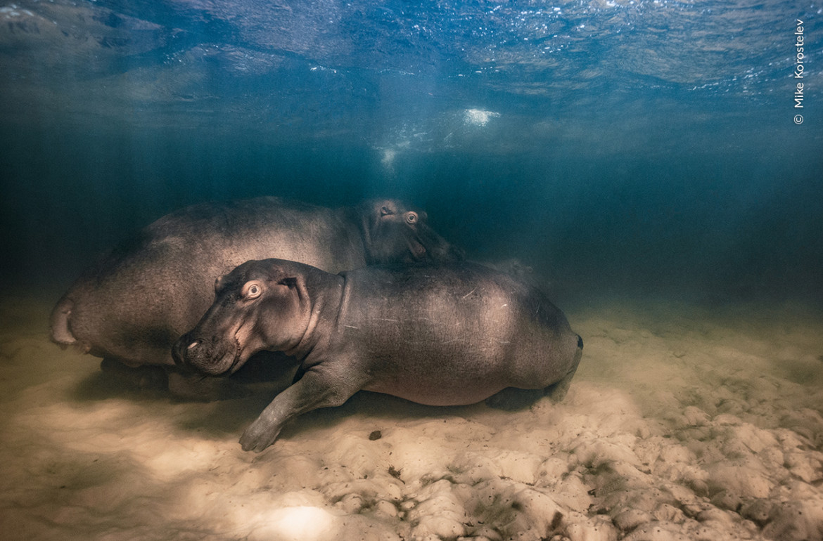 <strong>“Hippo nursery”, fot. Mike Korostelev, Rosja <br/>
Zwycięzca w kategorii “Underwater”   </strong><br /><br />
Hipopotamica i jej dwójka potomstwa odpoczywają w płytkim jeziorze z czystą wodą.  Przez ponad dwa lata Mike odwiedzał hipopotamy w tym jeziorze i wiedział, że są one przyzwyczajone do jego łodzi. Spędził z nimi zaledwie 20 sekund pod wodą - wystarczająco dużo czasu, aby zrobić to zdjęcie z bezpiecznej odległości i nie zaniepokoić matki.  Hipopotamy rodzą jedno młode co dwa do trzech lat. Ich wolno rosnąca populacja jest szczególnie narażona na degradację siedlisk, suszę i nielegalne polowania na mięso i kość słoniową z ich zębów. <br /><br />
 Lokalizacja: Kosi Bay, iSimangaliso Wetland Park, Republika Południowej Afryki <br/>
Szczegóły techniczne: Canon EOS 5D Mark III + Canon EF 17-40 mm f/4L USM; 1/320 s; f/7.1; ISO 640; obudowa Seacam
