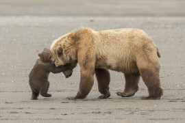fot. Ashleigh Scully, "Bear Hug" / Wildlife Photographer of the Year 2017