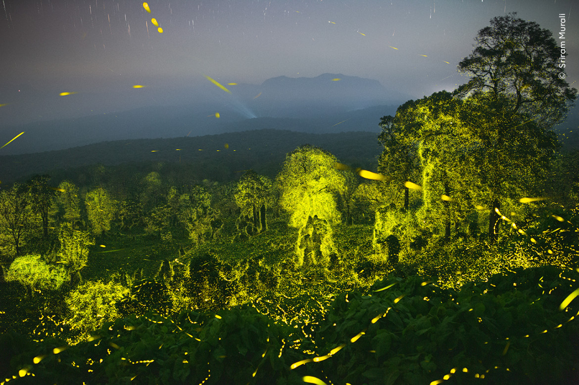 <strong>“Lights fantastic”, fot. Sriram Murali, Indie <br/>
Zwycięzca w kategorii “Behaviour: Invertebrates”   </strong><br /><br />

Zdjęcie przedstawia nocne niebo i las oświetlony świetlikami.  Sriram połączył pięćdziesiąt 19-sekundowych ekspozycji, aby pokazać błyski świetlików w lesie w pobliżu jego rodzinnego miasta. Świetliki rozpoczynają aktywność o zmierzchu, gdy jest ich zaledwie kilka, po czym ich częstotliwość wzrasta i pulsują zgodnie w całym lesie jak fala. Za pomocą bioluminescencji świetliki, które w rzeczywistości są chrząszczami, przyciągają partnerów. Ciemność jest niezbędnym składnikiem tego procesu. Zanieczyszczenie światłem wpływa na wiele nocnych stworzeń, ale świetliki są na nie szczególnie podatne.  <br /><br />
Lokalizacja: Rezerwat tygrysów Anamalai, Tamil Nadu, Indie  <br/>
Szczegóły techniczne: Canon EOS 6D + Canon EF 24 mm f/1.4L USM; 19 s; f2; wielokrotna ekspozycja; ISO 6400; statyw Manfrotto
