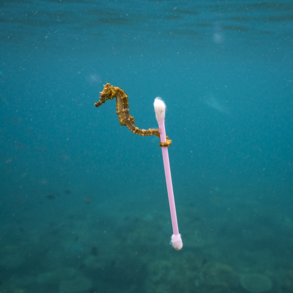 fot. Justin Hofman, "Sewage Surfer" / Wildlife Photographer of the Year 2017
