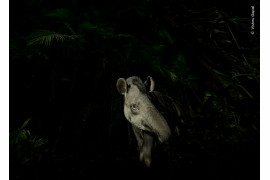 <strong>“Face of the forest”, fot. Vishnu Gopal, Indie <br/>
Zwycięzca w kategorii “Animal Portraits”</strong><br /><br />
Vishnu Gopal sfotografował moment, w którym tapir amerykański ostrożnie wychodzi z bagnistego brazylijskiego lasu deszczowego.  Po znalezieniu tropów kopyt na leśnej ścieżce w pobliżu swojego obozowiska, Vishnu czekał w pobliżu. Godzinę później pojawił się tapir. Używając długiej ekspozycji i światła latarki, Vishnu sfotografował odwróconą w bok głowę tapira, gdy ten wyłaniał się z lasu.  Tapiry amerykańskie żyją w lesie, żywią się owocami i inną roślinnością, a przez to działają jako rozsiewacze nasion. Ta ważna relacja jest zagrożona przez utratę siedlisk, nielegalne polowania i kolizje drogowe.  <br /><br />
Lokalizacja: Tapiraí, São Paulo, Brazylia  <br/>
Szczegóły techniczne: Nikon D850 + Nikkor AF-S 14-24 mm f/2.8G ED przy 14 mm; 1/30 s; f/6.3; ISO 1600; latarka
