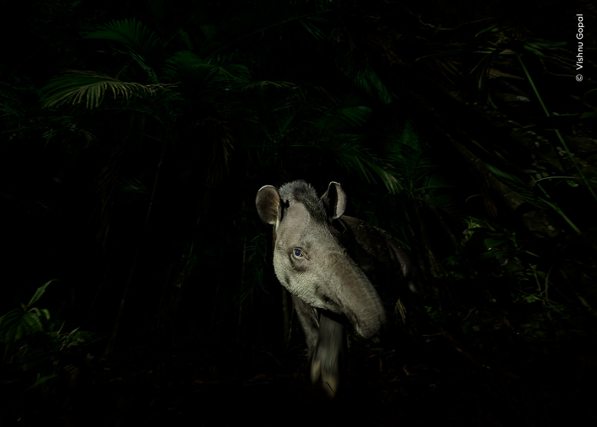 <strong>“Face of the forest”, fot. Vishnu Gopal, Indie <br/>
Zwycięzca w kategorii “Animal Portraits”</strong><br /><br />
Vishnu Gopal sfotografował moment, w którym tapir amerykański ostrożnie wychodzi z bagnistego brazylijskiego lasu deszczowego.  Po znalezieniu tropów kopyt na leśnej ścieżce w pobliżu swojego obozowiska, Vishnu czekał w pobliżu. Godzinę później pojawił się tapir. Używając długiej ekspozycji i światła latarki, Vishnu sfotografował odwróconą w bok głowę tapira, gdy ten wyłaniał się z lasu.  Tapiry amerykańskie żyją w lesie, żywią się owocami i inną roślinnością, a przez to działają jako rozsiewacze nasion. Ta ważna relacja jest zagrożona przez utratę siedlisk, nielegalne polowania i kolizje drogowe.  <br /><br />
Lokalizacja: Tapiraí, São Paulo, Brazylia  <br/>
Szczegóły techniczne: Nikon D850 + Nikkor AF-S 14-24 mm f/2.8G ED przy 14 mm; 1/30 s; f/6.3; ISO 1600; latarka

