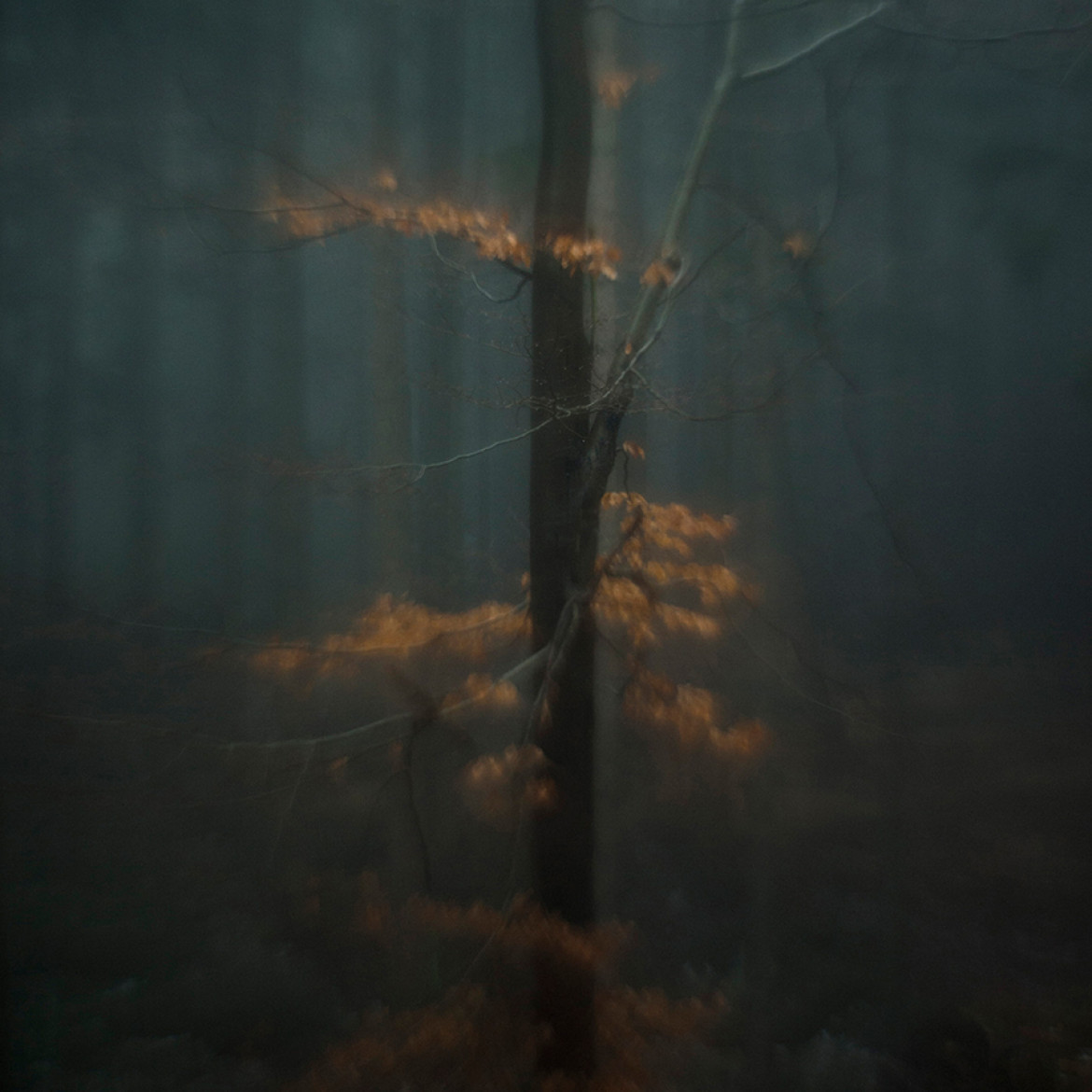 fot. Taida Tarabuła, "Deep Into", 1. miejsce w podkategorii Trees profesjonalnej kategorii Nature.

Seria zdjęć natury mająca obrazować wewnętrzne przeżycia autorki.