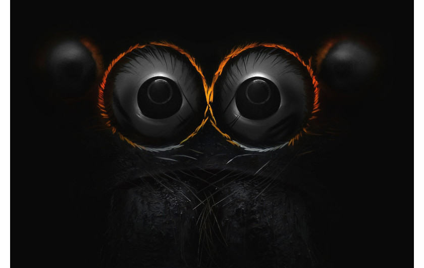 Oczy pająka skakunowatego, fot. Yousef Al Habshi 