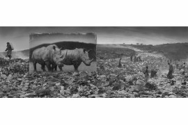 fot. Nick Brandt, "Wasteland with Rhinos"