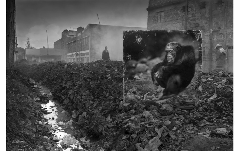 fot. Nick Brandt, Alleyway with Chimpanzee