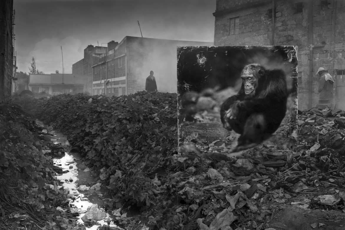 fot. Nick Brandt, "Alleyway with Chimpanzee"
