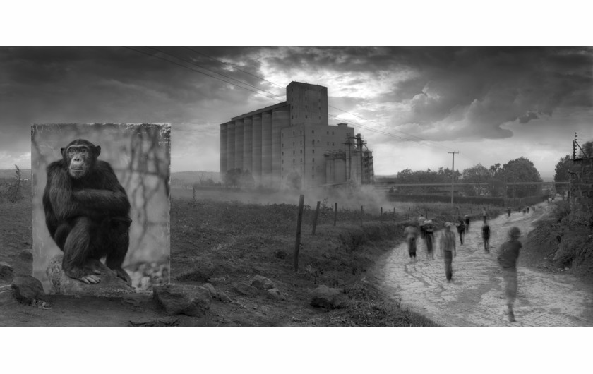 fot. Nick Brandt, Factory with Chimpanzee