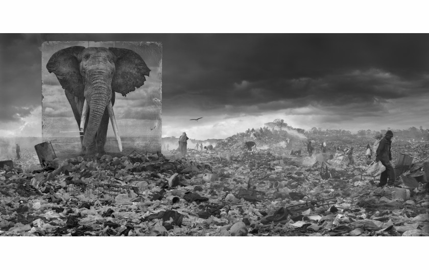 fot. Nick Brandt, Wasteland with Elephant