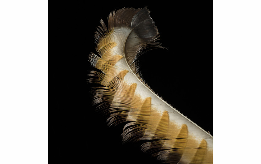 fot. Robert Clark, z książki Feathers: Displays of Brilliant Plumage