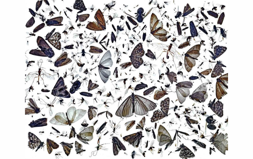 fot. Pal Hermansen, Insect Diversity, wyróżnienie w kategorii Nature's Art