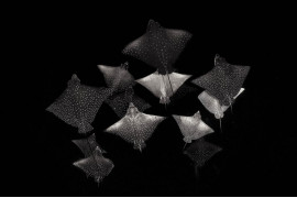 fot. Henley Spiers, "Constellation of Eagle Rays", 1. miejsce w kategorii Black & White