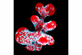 fot. Jakub Sumbal, 12. miejsce w konkursie Nikon's Small World 2021<br></br><br></br>Organoid piersi przedstawiający kurczliwe komórki mioepitelialne (niebieski) pełzający po wydzielniczych komórkach piersi (czerwony)