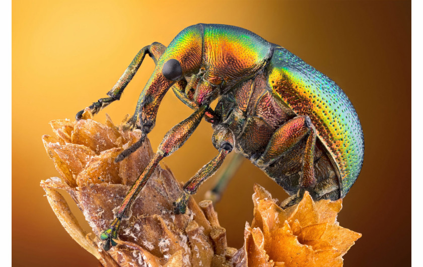 fot. Özgür Kerem Bulur, chrząszcz z gatunku podryjowatych, 14. miejsce w konkursie Nikon's Small World 2020