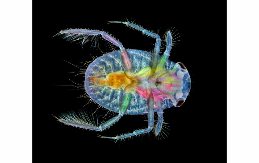 fot. Anne Algar, owad. z gatunku wioślakowatych, 17. miejsce w konkursie Nikon's Small World 2020