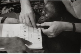 "Przyroda i środowisko" 3. nagroda, fot. Viviane Moos Holbrooke, USA, Sipa Press. Pobieranie odcisków palców od małego Orangutana, Indonezja.