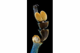 fot. Aigars Jukna, odnóże chrząszcza, wyróżnienie w konkursie Nikon's Small World 2020