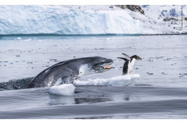 fot. Eduardo Del Alamo, "If penguins could fly" / Wildlife Photographer of the Year 2019<br></br><br></br>Pingwin białobrewy, najszybciej pływający gatunek pingiwna, ucieka przed atakiem lamparta morskiego. Lamparty morskie to urodzeni myśliwi. Poluja na wszystko, od małych ryb, aż po młode innych gatunków fok. Często też urządzają ze swoich łowów zabawę. Podobnie było i w tym wypadku, gdzie foka zdecydowała się złapać pingwina dopiero po 15 minutach morderczej pogoni.