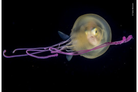 fot. Fabien Michenet, "Jelly baby" / Wildlife Photographer of the Year 2019<br></br><br></br>Młody karanks wyglądający z wnętrza meduzy u wybrzeży Tahiti w Polinezji Francuskiej. Z powodu braku naturalnego schronienia w otwartym oceanie, ryba wykształciła umiejętność chowania się na noc we wnętrzu meduzy, której parzące macki odstraszają drapieżników. Nie wiadomo czy meduzy w jakikolwiek sposób korzystają na tym zachowaniu, ani dlaczego relacja ta przestaje funkcjonować gdy wzrasta zakwaszenie wody.