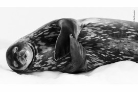 fot. Ralf Schneider, "Sleeping lik a Weddel" / Wildlife Photographer of the Year 2019<br></br><br>Leżąc na lodzie w Larsen Harbour w Południowej Georgii, z dala od naturalnych wrogów weddelka natarktyczna może nareszcie kompletnie się zrelaksować i oddać trawieniu. 