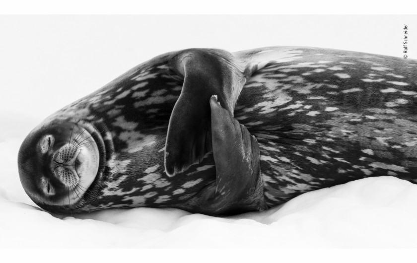 fot. Ralf Schneider, Sleeping lik a Weddel / Wildlife Photographer of the Year 2019Leżąc na lodzie w Larsen Harbour w Południowej Georgii, z dala od naturalnych wrogów weddelka natarktyczna może nareszcie kompletnie się zrelaksować i oddać trawieniu. 