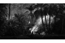 fot. Hans Wichmann, "Palm Grove", 1. miejsce w kat. Nature & Landscape / Siena Creative Photo Awards 2021