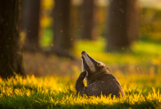 fot. Andrew Parkinson, 1. miejsce w kategorii Animal Behaviour