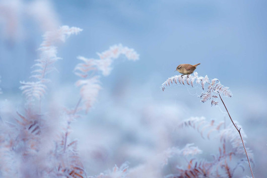 fot. Ben Hall, 1. miejsce w kategorii Habitat