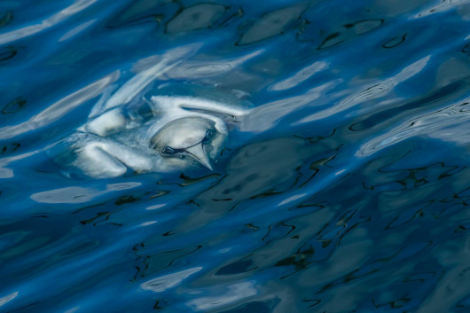 fot. Caron Steele, 1. miejsce w kategorii Coast and Marine