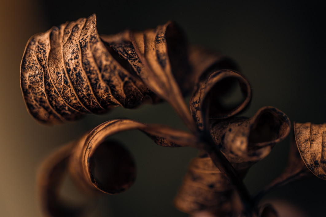 Fot. Agnieszka Karmolińska, wyróżnienie  / Fine Art Photography Awards 2026