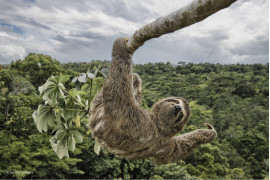 fot. Luciano Candisani, "Sloth hanging out"