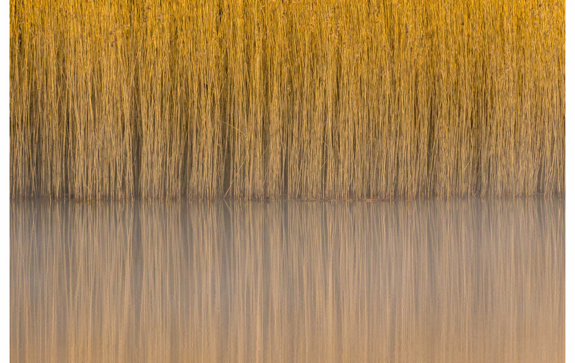 fot. Steve Palmer, 1. miejsce w kategorii Botanical Britain