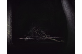 fot. Piotr Karpiński, "Dying Tree"
