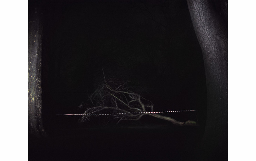 fot. Piotr Karpiński, Dying Tree