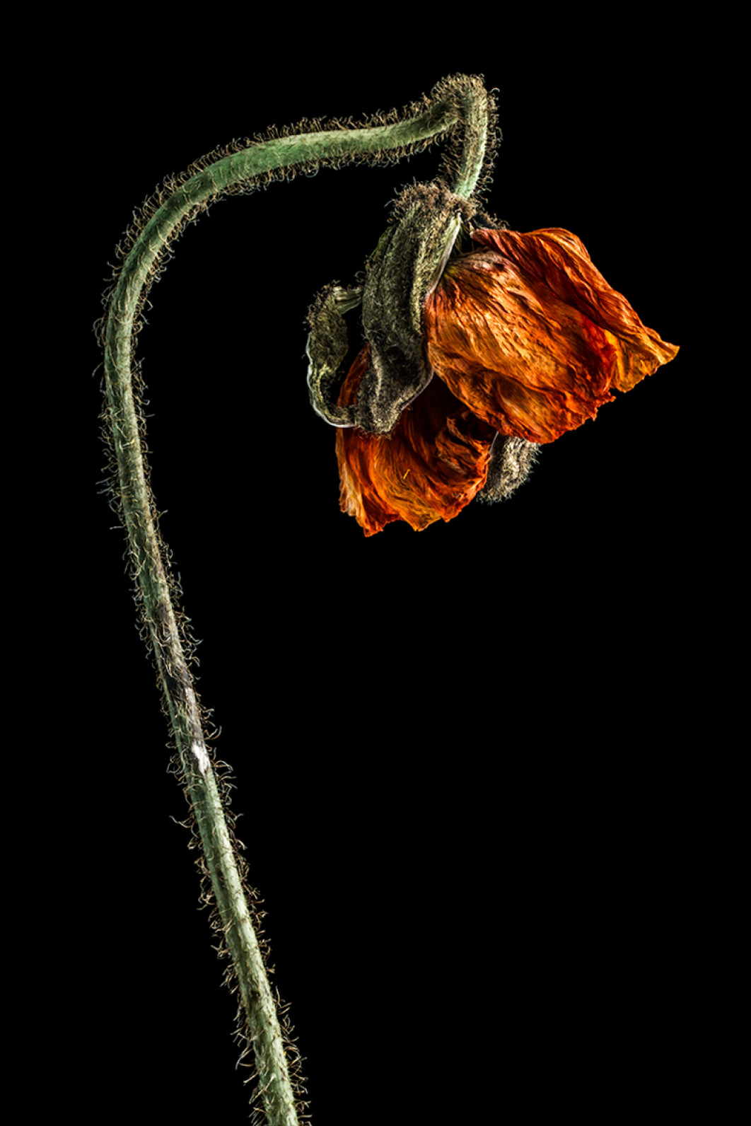 Fot. Agnieszka Troch, wyróżnienie  / Fine Art Photography Awards 2026