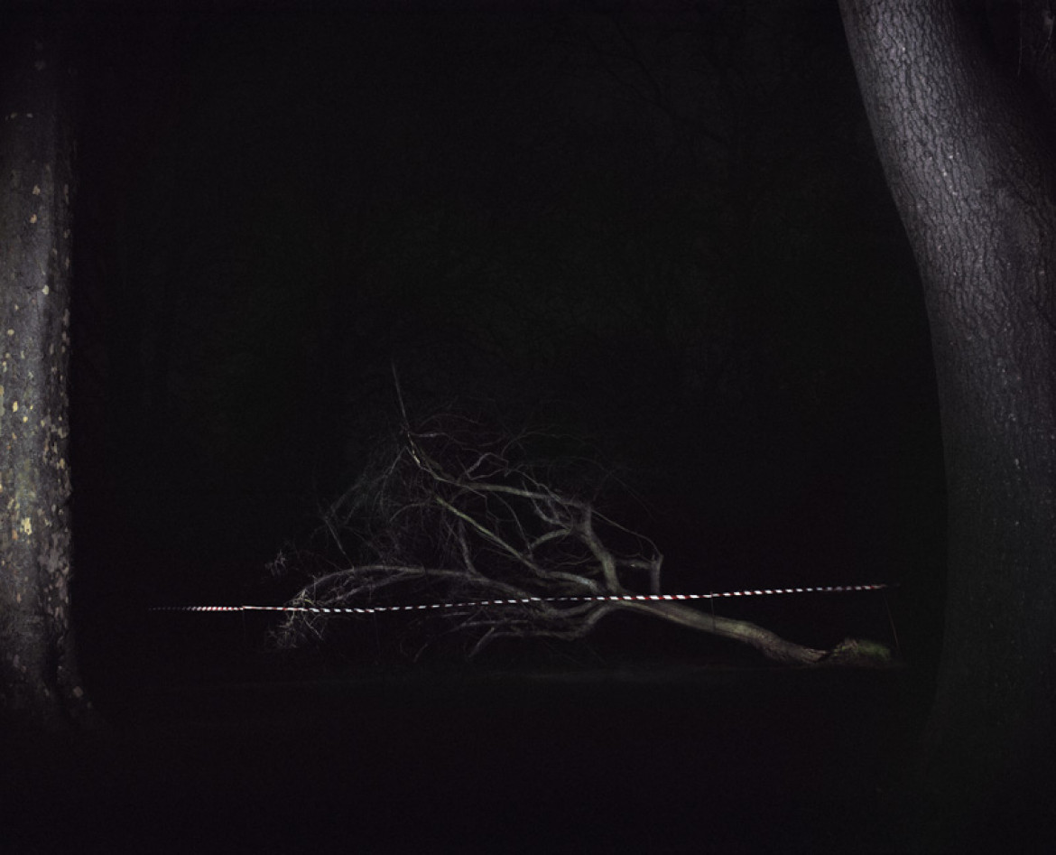 fot. Piotr Karpiński, "Dying Tree"