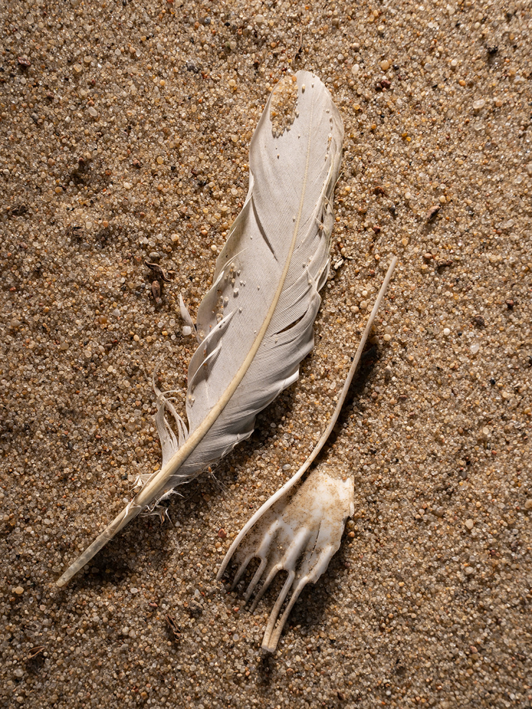 Fot. Anna Sulej, wyróżnienie  / Fine Art Photography Awards 2026