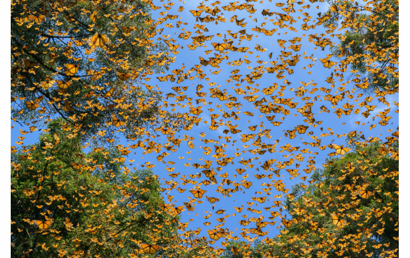 fot. Jaime Rojo, Saving the Monarchs, National Geographic, najlepszy reportaż z regionu Ameryki Północnej i Centralnej / World Press Photo 2024Ludzie w Kanadzie, Stanach Zjednoczonych i Meksyku łączą siły, aby odwrócić ponad 80% spadek populacji motyli wędrownych od połowy lat 90. Przyczyny wymierania obejmują utratę siedlisk lęgowych, zniknięcie mleczu (jedynej diety gąsienic) z powodu rozwoju rolnictwa przemysłowego wzdłuż ich długiej trasy migracyjnej, a ostatnio także zmiany klimatyczne. Ta piękna i mocna historia - symbol jedności w spolaryzowanych czasach - pokazuje, że nadal możemy rozwiązywać problemy dotyczące zmian środowiskowych i ochrony przyrody.