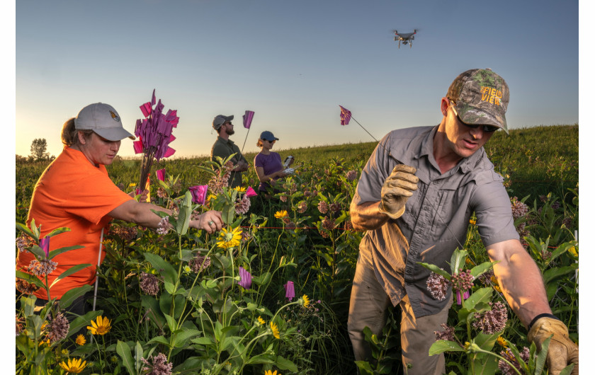 fot. Jaime Rojo, Saving the Monarchs, National Geographic, najlepszy reportaż z regionu Ameryki Północnej i Centralnej / World Press Photo 2024Ludzie w Kanadzie, Stanach Zjednoczonych i Meksyku łączą siły, aby odwrócić ponad 80% spadek populacji motyli wędrownych od połowy lat 90. Przyczyny wymierania obejmują utratę siedlisk lęgowych, zniknięcie mleczu (jedynej diety gąsienic) z powodu rozwoju rolnictwa przemysłowego wzdłuż ich długiej trasy migracyjnej, a ostatnio także zmiany klimatyczne. Ta piękna i mocna historia - symbol jedności w spolaryzowanych czasach - pokazuje, że nadal możemy rozwiązywać problemy dotyczące zmian środowiskowych i ochrony przyrody.