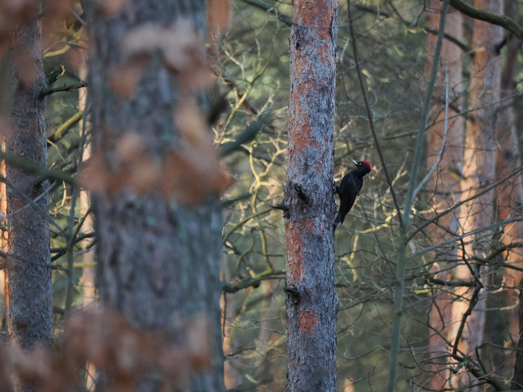 1/200 s, f/6.3, ISO 3200, 400.0 mm