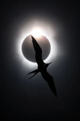 Rozstrzygnięto Bird Photographer of the Year 2025. Ważne nagrody dla Polaków!