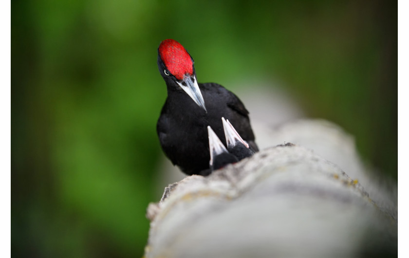 fot. Sven Začek, Hungry beaks, wyróżnienie w kategorii Ptaki /  GDT Wildlife Photographer of the Year 2017