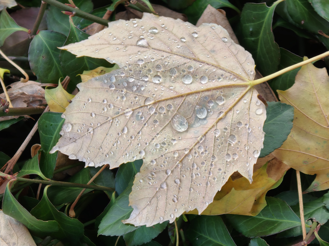 1/105 s, f/2.1, ISO 250, 16.5 mm